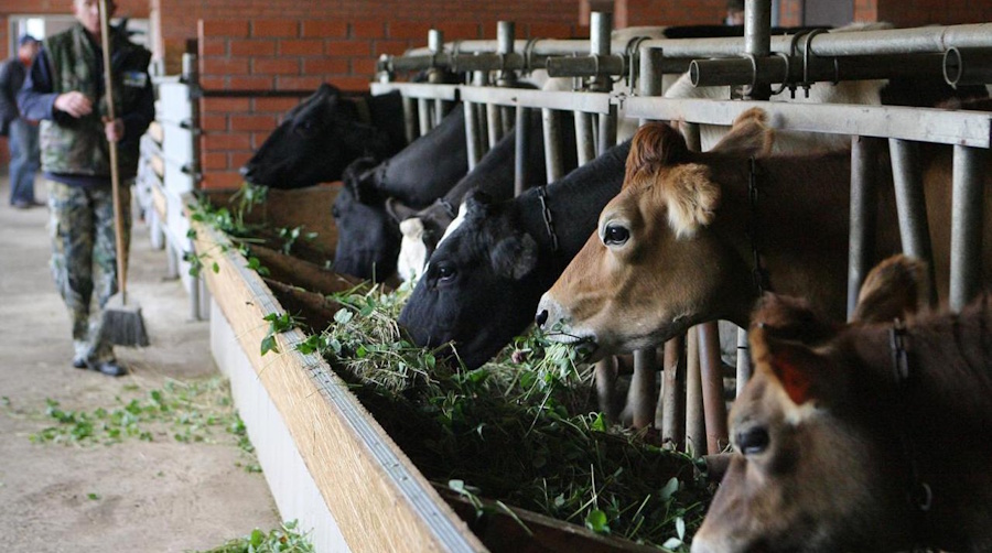 Эпидемия ящура в Китае совпала с массовым убоем скота в Сибири